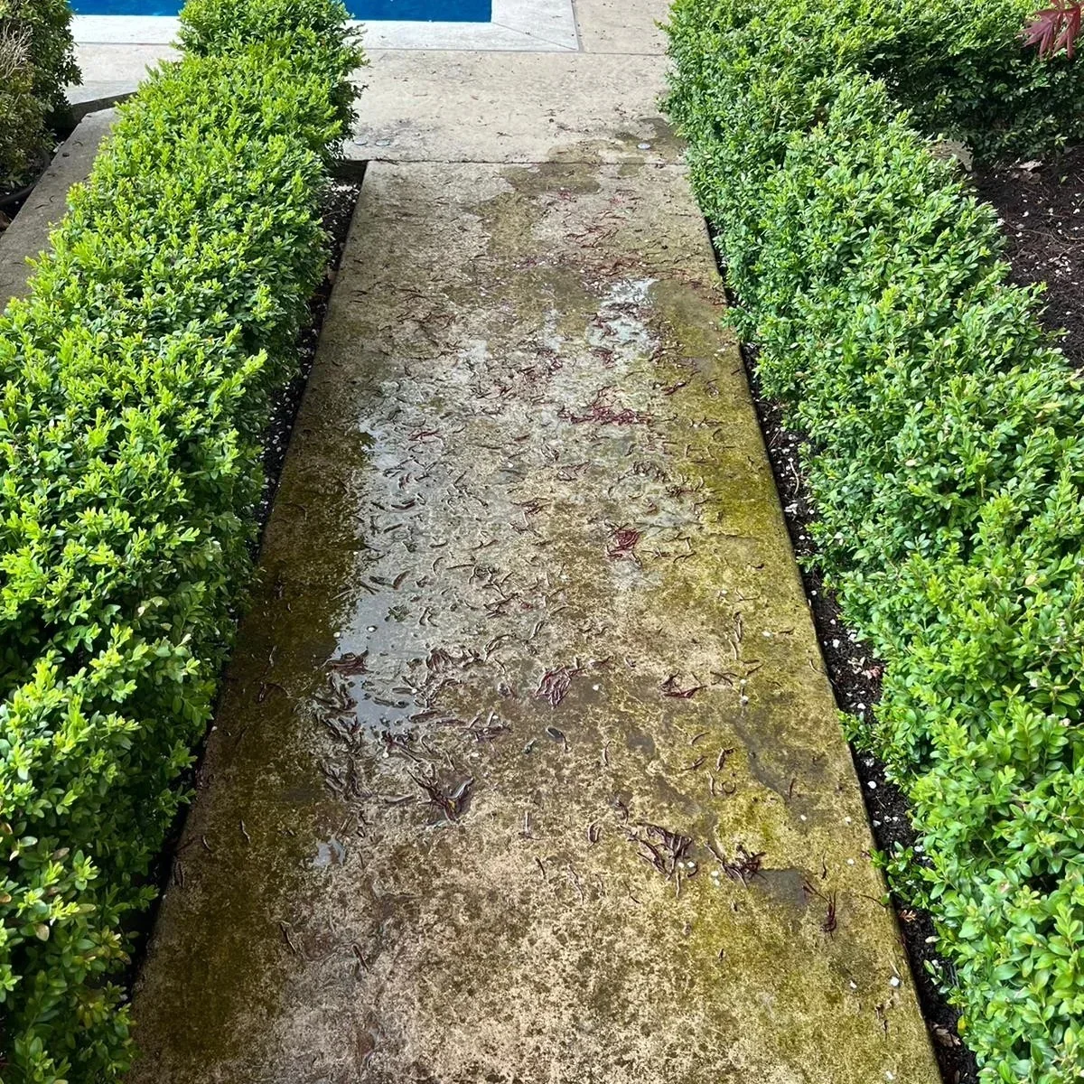 Before concrete walkway cleaning by Bright Home Care in the GTA